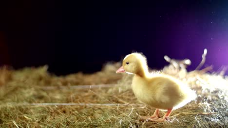 Close-up,-a-small-yellow-one-duckling-goes-along-the-hay-and-quacks,-in-the-rays-of-light