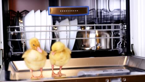 Close-up,-two-Little-yellow-ducklings-sitting,-walking-in-a-dishwasher,-sitting-on-plates,-a-saucepan,-in-a-basket.-In-the-background-a-lot-of-white,-clean-dishes