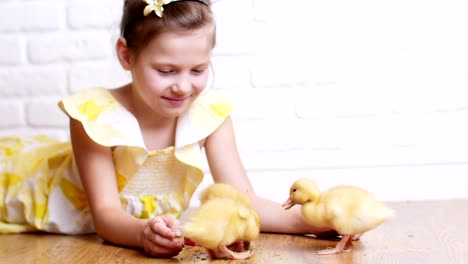 A-little-cute-girl-in-a-yellow-dress-is-playing-with-three-little-yellow-ducklings,-feeding-them-with-herbs.-Ducklings-drink-water-from-a-plate.-Indoors,-on-white-background