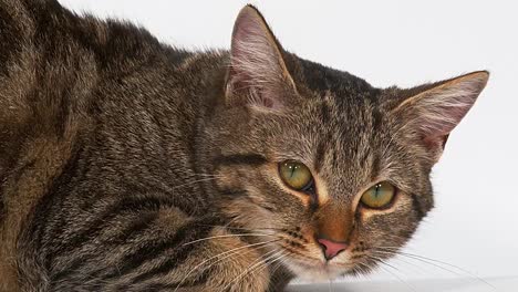 Brown-Tabby-Domestic-Cat-on-White-Background,-Real-Time-4K