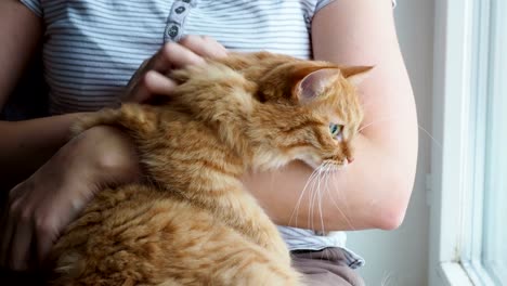 Frau-streicheln-süße-Ingwer-Katze-liegend-in-die-Arme.-Sehr-flauschig-Haustier-schnurrt-schließt-Augen-vor-Freude.-Gemütliches-Zuhause