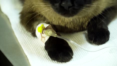 Cat-with-a-catheter-in-a-vet-at-the-clinic