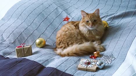 Lindo-gato-jengibre-acostado-en-la-cama-con-el-nuevo-año-se-presenta-en-papel-artesanal.-Fondo-de-vacaciones-de-Navidad-hogar-acogedor