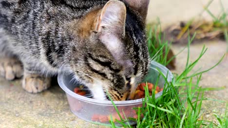 El-gato-está-comiendo-al-aire-libre-de-comida-de-gato