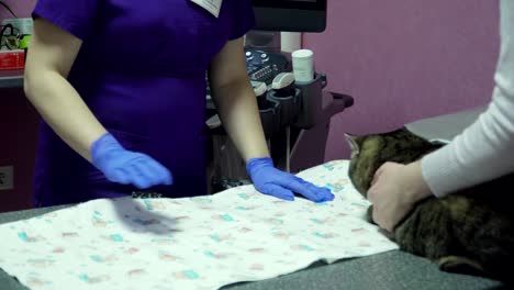 Gato-en-la-clínica-veterinaria-en-la-examinación-del-ultrasonido
