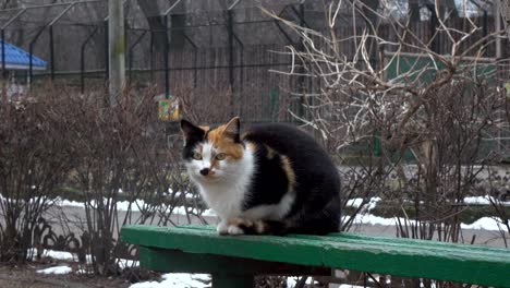 Katze-auf-Bank-im-öffentlichen-park