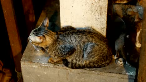 Kleine-graue-streunende-Katze-und-Kätzchen-sitzen-auf-dem-Boden-am-Nachtmarkt-Straße