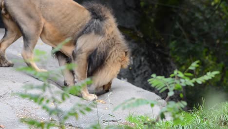 Löwe,-der-König-des-Dschungels