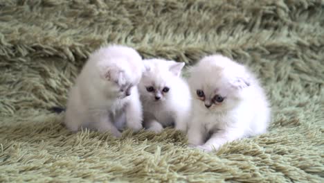 Three-kitten-grabbing-to-plastic-stick-with-pink-feather.-Baby-cat-enjoying-playing-with-feather-on-long-plastic-stick