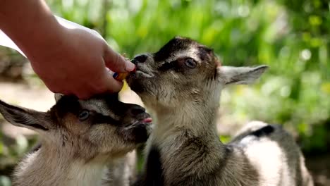 Farmer-feeding-two-baby-goat-with-a-bottle-full-of-milk