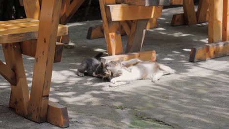 Zwei-lustige-Kätzchen-spielen-unter-dem-Tisch-auf-der-Terrasse