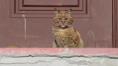 Katze-wird-sich-in-der-Sonne-aufgewärmt.