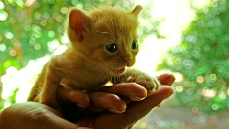 4k-tiro,-gatitos-en-las-manos-de-las-mujeres-están-llorando-por-su-madre.