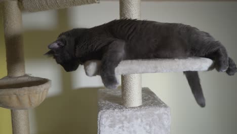 Gray-cat-lying-on-large-platform-at-the-top-of-floor-to-ceiling-scratching-post