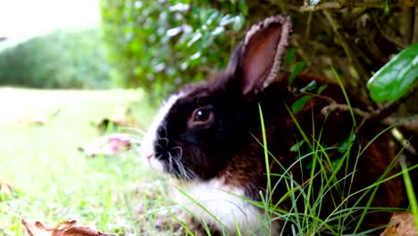 Brown-rabbit-sick,-ear-diseased-lie-down-on-grass-in-forest-Thailand,-UHD-4K-video-blur-out-in-the-end