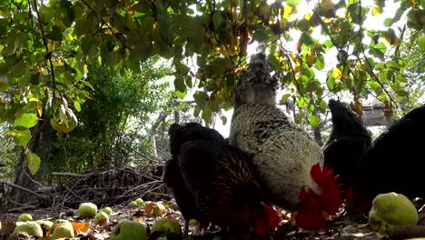 Pollos-de-corral-feliz-en-una-granja-orgánica