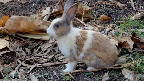 Thai-domestic-rabbit-in-nature.