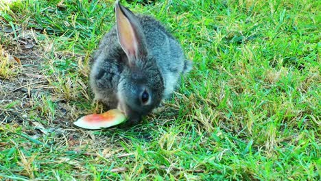 Rabbit-Feeds-on-Grass