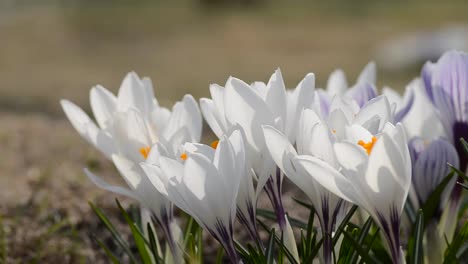 Schöne-sanfte-Krokussträucher-blühen-im-zeitigen-Frühjahr,-das-Symbol-des-Jahresbeginns,-das-Konzept-von-Ostern