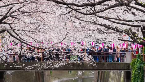 lapso-de-tiempo-del-Festival-de-la-flor-de-cerezo-en-plena-floración-en-el-río-Meguro,-Tokio,-Japón