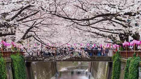 Zeitraffer-des-Kirschblütenfestes-in-voller-Blüte-am-Meguro-River,-Tokio,-Japan