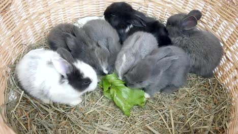 Lovely-twenty-days-baby-rabbit-eating-vegetable-in-a-hay-nest