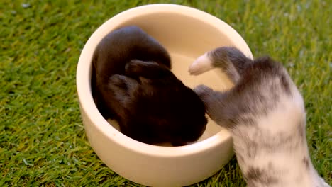 Eleven-days-lovely-baby-rabbits-on-artificial-green-grass