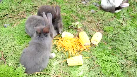 Los-conejos-jóvenes-comiendo-zanahoria-fresca-y-maíz