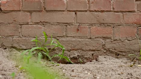 Old-Dirty-Surface-of-Red-Brick-Wall-as-Background