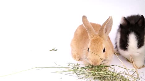 Osterhase,-niedliche-Hasen,-Kaninchen-auf-weißem-Hintergrund