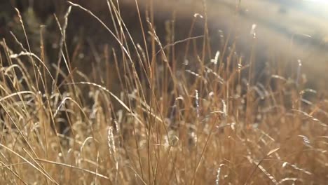 Dried-autumn-grass-swaying-in-the-wind.-Natural-fall-season-background.-Balaclava,-Crimea.