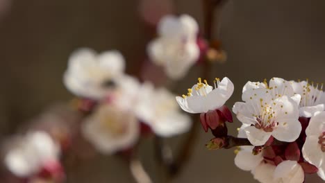 Spring-flowers.-Beautiful-Spring-cherry-tree-blossom,-extreme-close-up.-Easter-fresh-pink-blossoming-cherry-closeup.