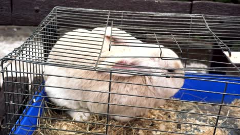 closeup-A-white-rabbit-sits-in-an-iron-cage-and-eats-hay.-A-creamy-bunny-is-located-in-a-metal-cage-and-eats-dry-grass.