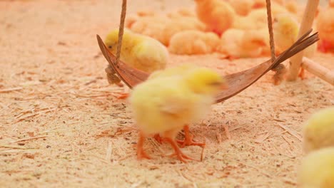 Pequeña-pollos-divertirse-y-descansar-en-el-restaurante-paddock