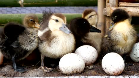 patito-con-huevo-en-una-granja