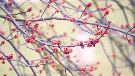 Frühling-Rinde-von-einem-Baum-und-Nieren-auf-Zweigen