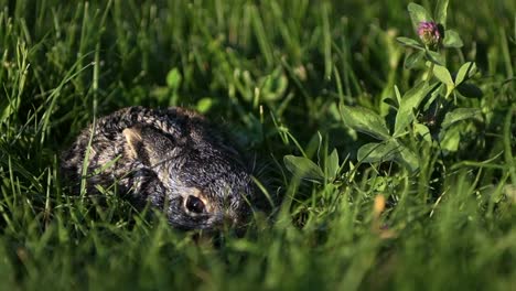 A-small,-frightened-bunny-is-sitting-in-the-grass.