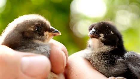 Two-newborn-chick-in-hands.-Close-up