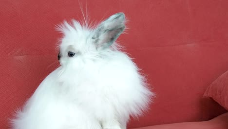 Un-hermoso-conejo-blanco.