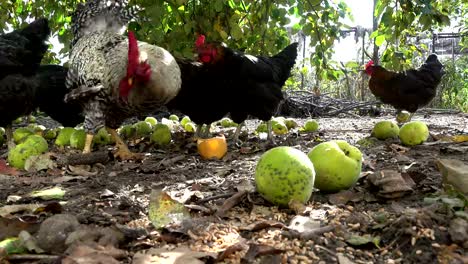 Happy-free-range-chickens-on-an-organic-farm