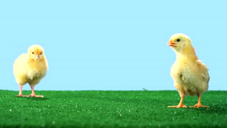 Two-cute-chicks-walk-around-on-green-turf