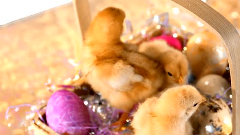 Baby-chicks-stand-in-an-easter-basket-on-top-of-a-table