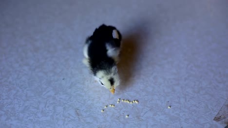 ein-kleines-Neugeborenes-Huhn-geht-auf-einem-Holztisch-und-Korn-pickt.