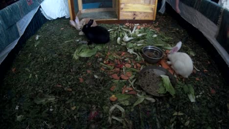 Boy-playing-with-rabbits-in-a-hotel-lobby-top-view