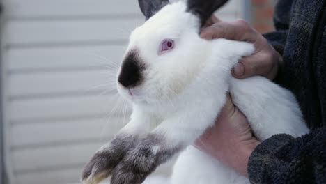 Un-hombre-tiene-en-sus-manos-un-conejo-Himalaya