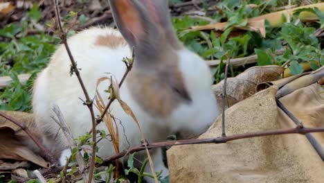 Thai-domestic-rabbit-in-nature.