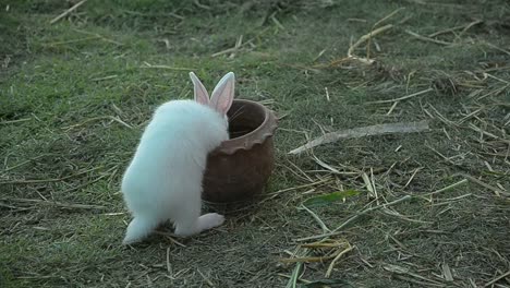 Kaninchen-Essen-und-Naschen-Rasen.