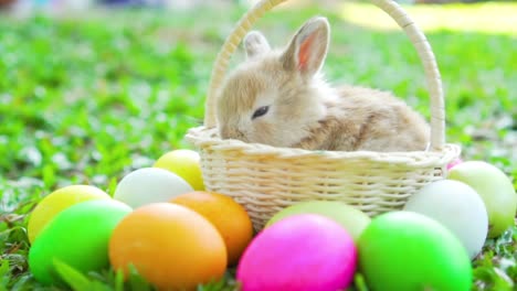 Little-Brown-conejito-de-Pascua-Holanda-Lop-durmiendo-en-la-cesta-de-mimbre.