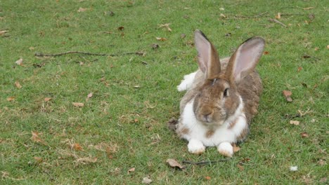 Rabbit-lazy-chewing-grass-in-the-field-4K