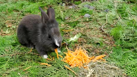 Junge-Kaninchen-essen-frische-Karotte-im-Garten